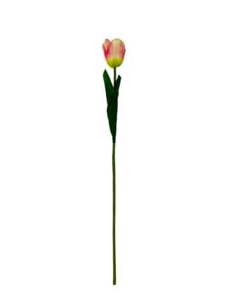 Tulipan pojedynczy G027 Nowe kolory ! (58 cm)