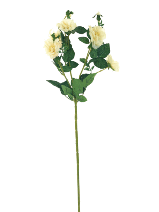 Róża drobna pnąca na gałązce G-023 żółta