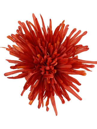 Chryzantema Igiełkowa główka wyrobowa FS016 RÓŻNE KOLORY