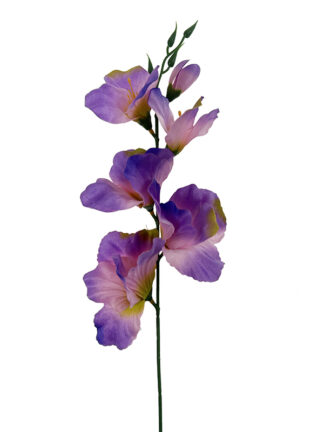 Mieczyk Gladiolus L004 Różne kolory