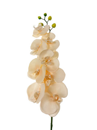 Storczyk pojedynczy J120 (100 cm)