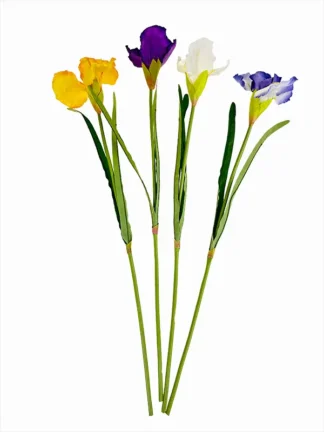 Irys pojedynczy K34 (70 cm)