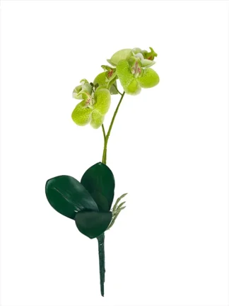 Storczyk z korzeniem do kompozycji G404 Zielony