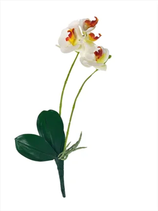 Storczyk z korzeniem do kompozycji G404 Biały/pomarańcz