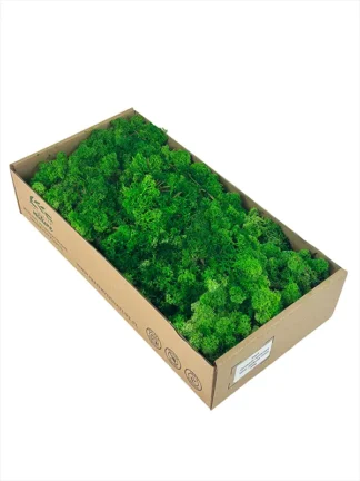Mech naturalny dekoracyjny Chrobotek Reniferowy - Jabłkowa zieleń (300 g)