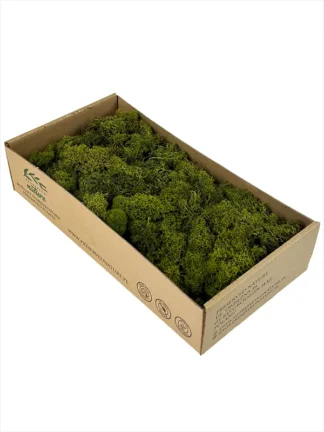 Mech naturalny dekoracyjny Chrobotek Reniferowy - Oliwkowy (300 g)