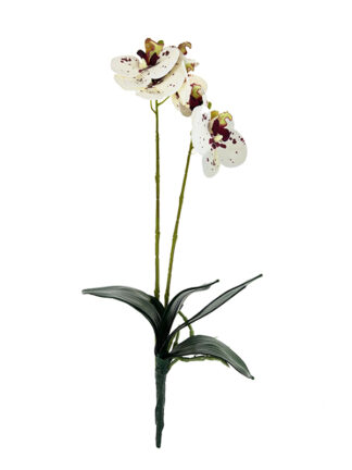 Storczyk z korzeniem G404 Biały/Bordo