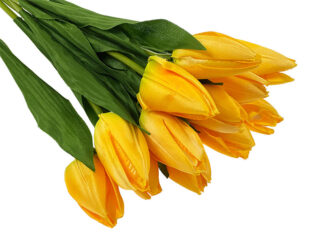 Tulipan pojedynczy G008SAT (50 cm)