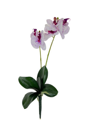 Storczyk z korzeniem G404 Biały/Róż