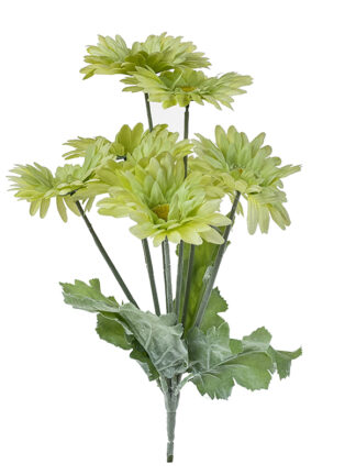 Gerbera w bukiecie 8 kwiatów K116 (Zielony jasny) Ostatnie sztuki!