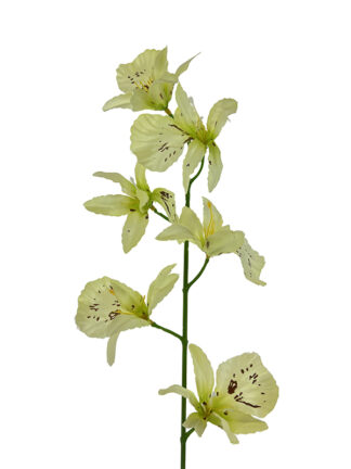 Storczyk satynowy na gałązce L1003 (delikatna zieleń) 65 cm